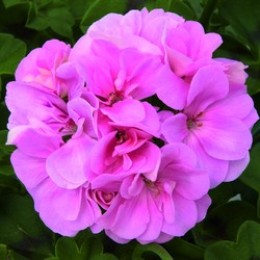 Royal® Light Pink